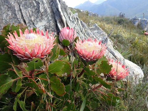 Protea cynaroides (Boer honey-pot) — photo