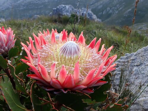 Protea cynaroides (Boer honey-pot) — photo