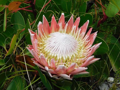 Protea cynaroides