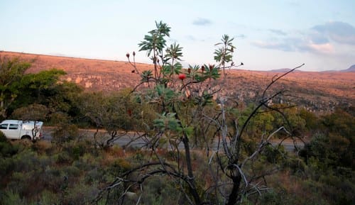 Protea gaguedi (African white sugarbush) — photo