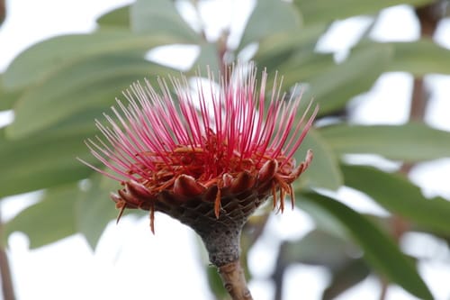 Protea gaguedi (African white sugarbush) — photo