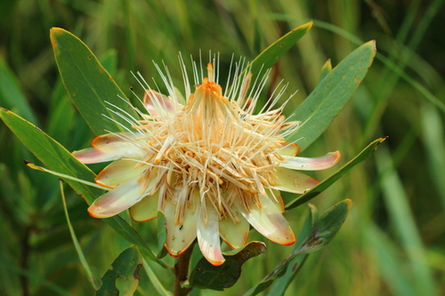 Protea gaguedi