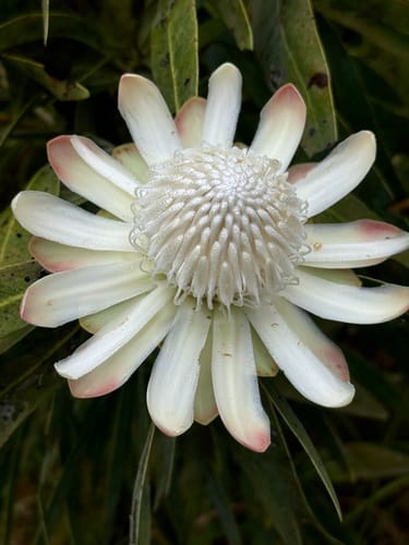 Protea madiensis — photo