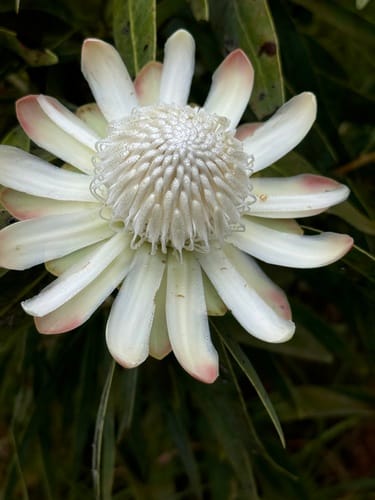 Protea madiensis — photo