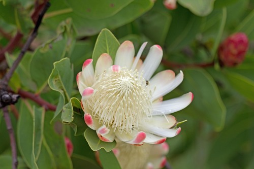 Protea madiensis
