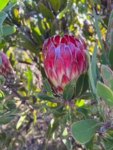 Protea obtusifolia (Limestone protea) — photo
