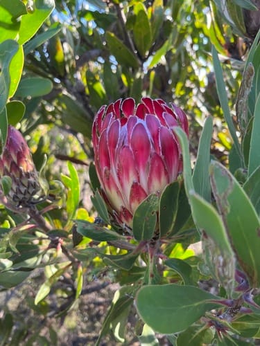 Protea obtusifolia (Limestone protea) — photo