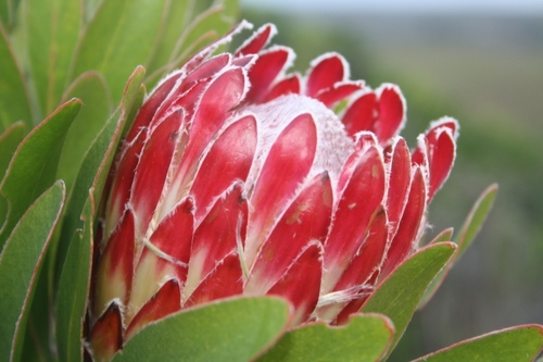 Protea obtusifolia