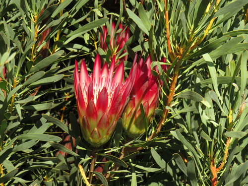 Protea repens (Sugarbush) — photo