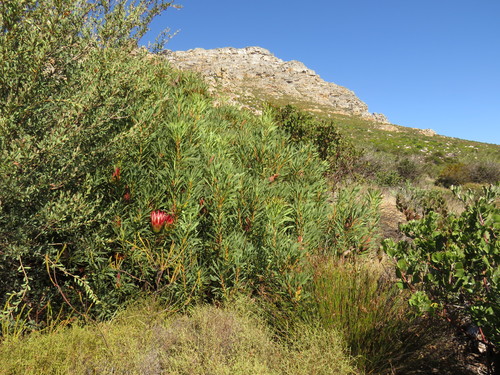 Protea repens (Sugarbush) — photo