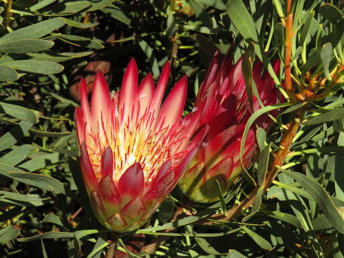 Protea repens