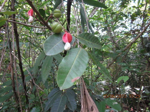 Protium copal