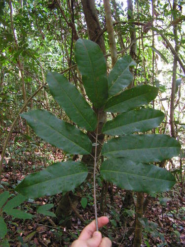 Protium giganteum — photo