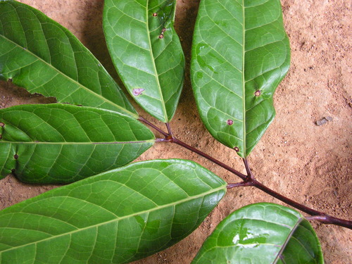 Protium giganteum — photo