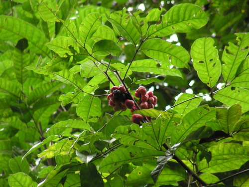 Protium giganteum