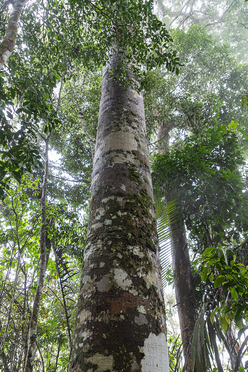 Protium grandifolium (Brea resin tree) — photo