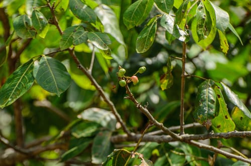 Protium icicariba — photo