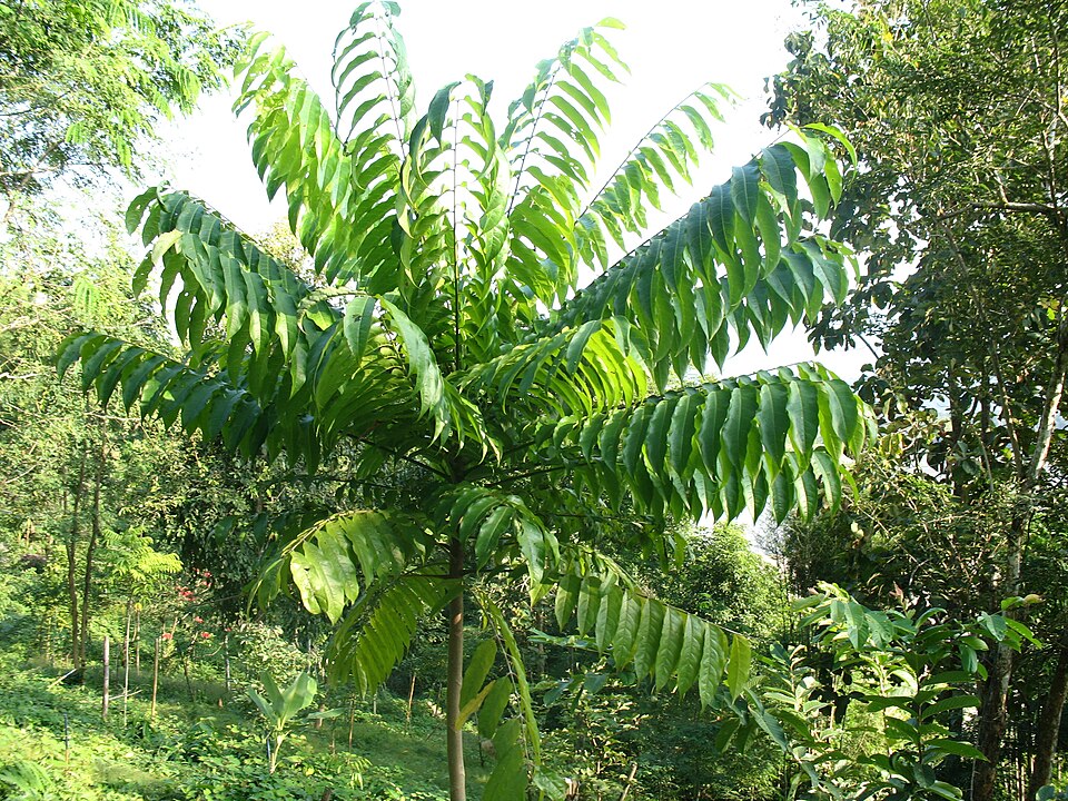 Protium javanicum (Trenggulun tree) — photo