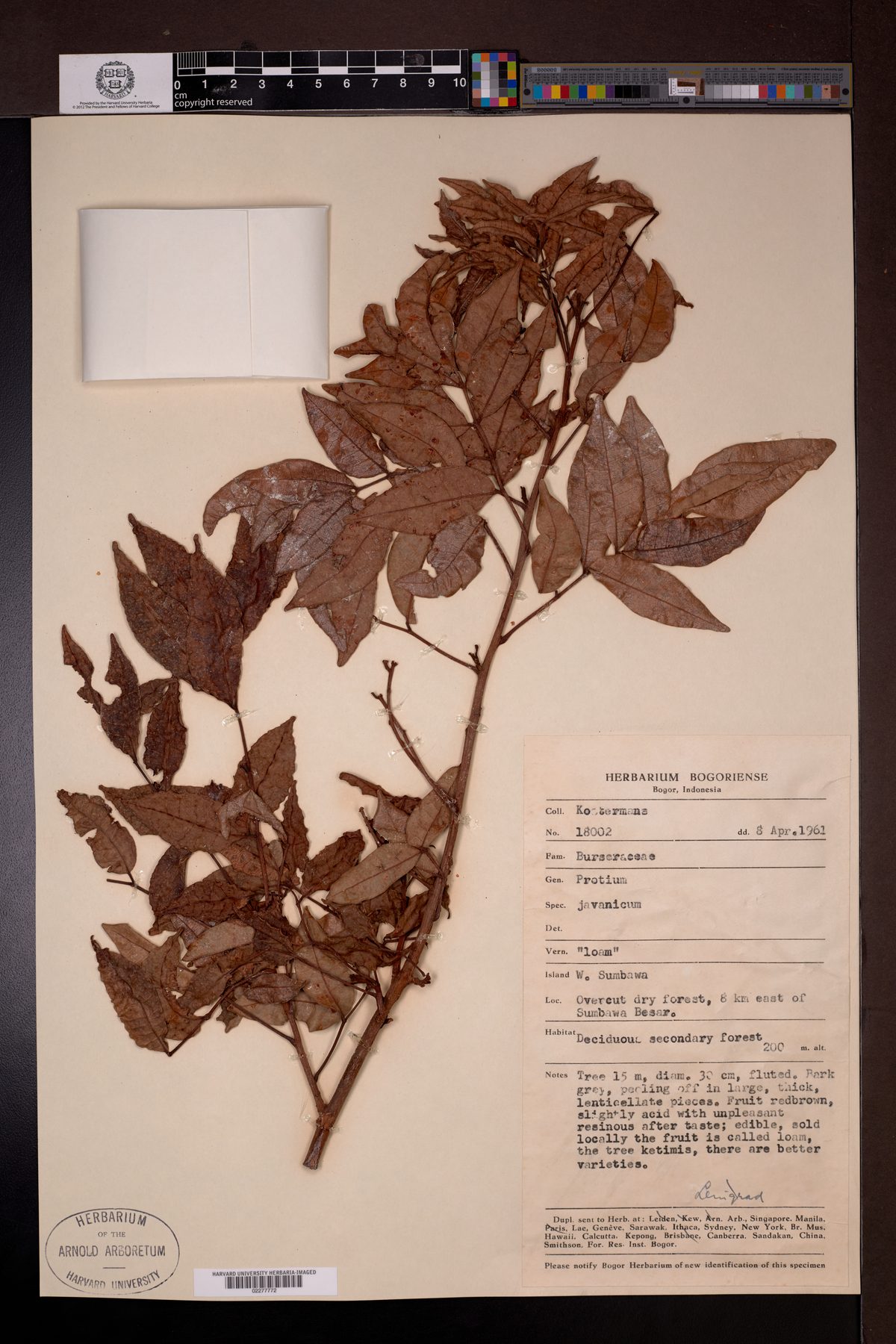 Protium javanicum (Trenggulun tree) — photo