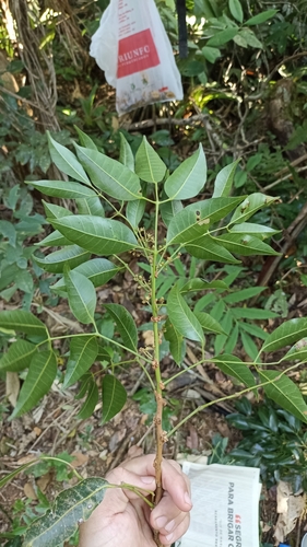 Protium kleinii (Klein resin tree) — photo