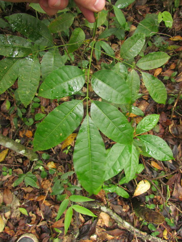 Protium kleinii (Klein resin tree) — photo