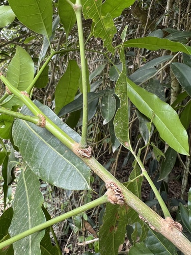 Protium kleinii