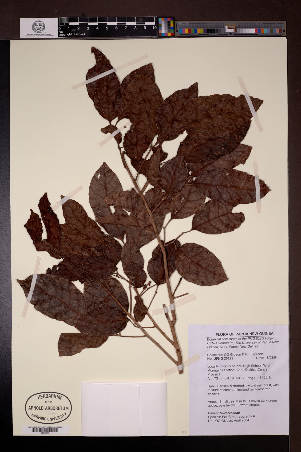 Protium macgregorii