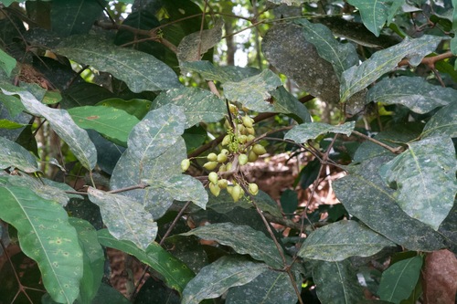 Protium panamense