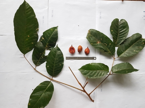 Protium pittieri — photo