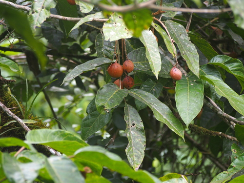 Protium pittieri