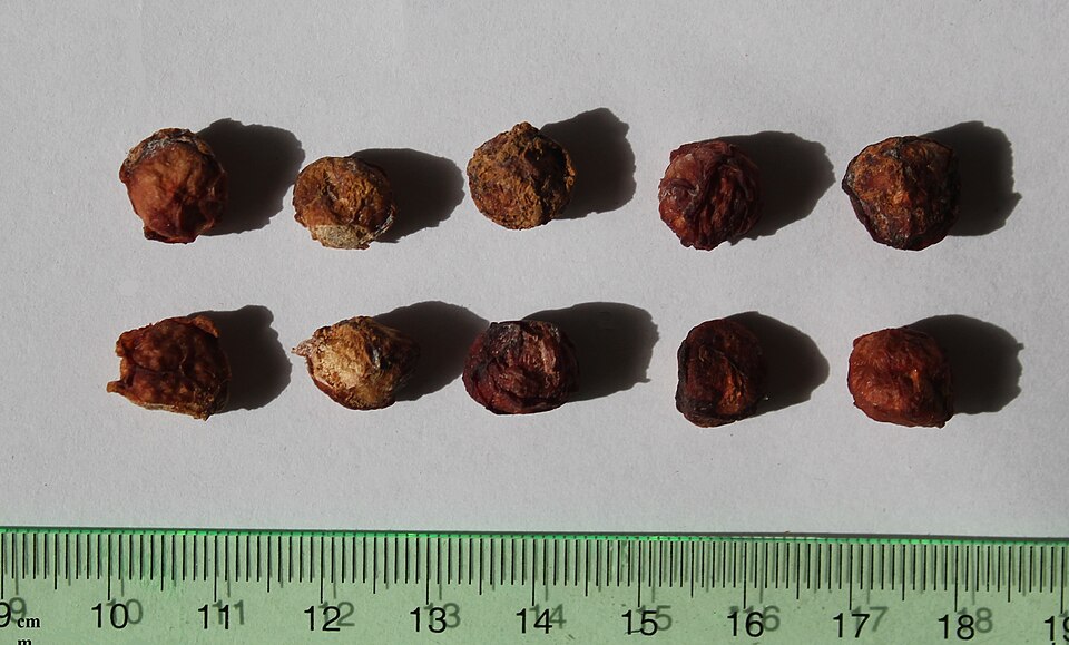 Protium serratum (Indian red Pear) — photo