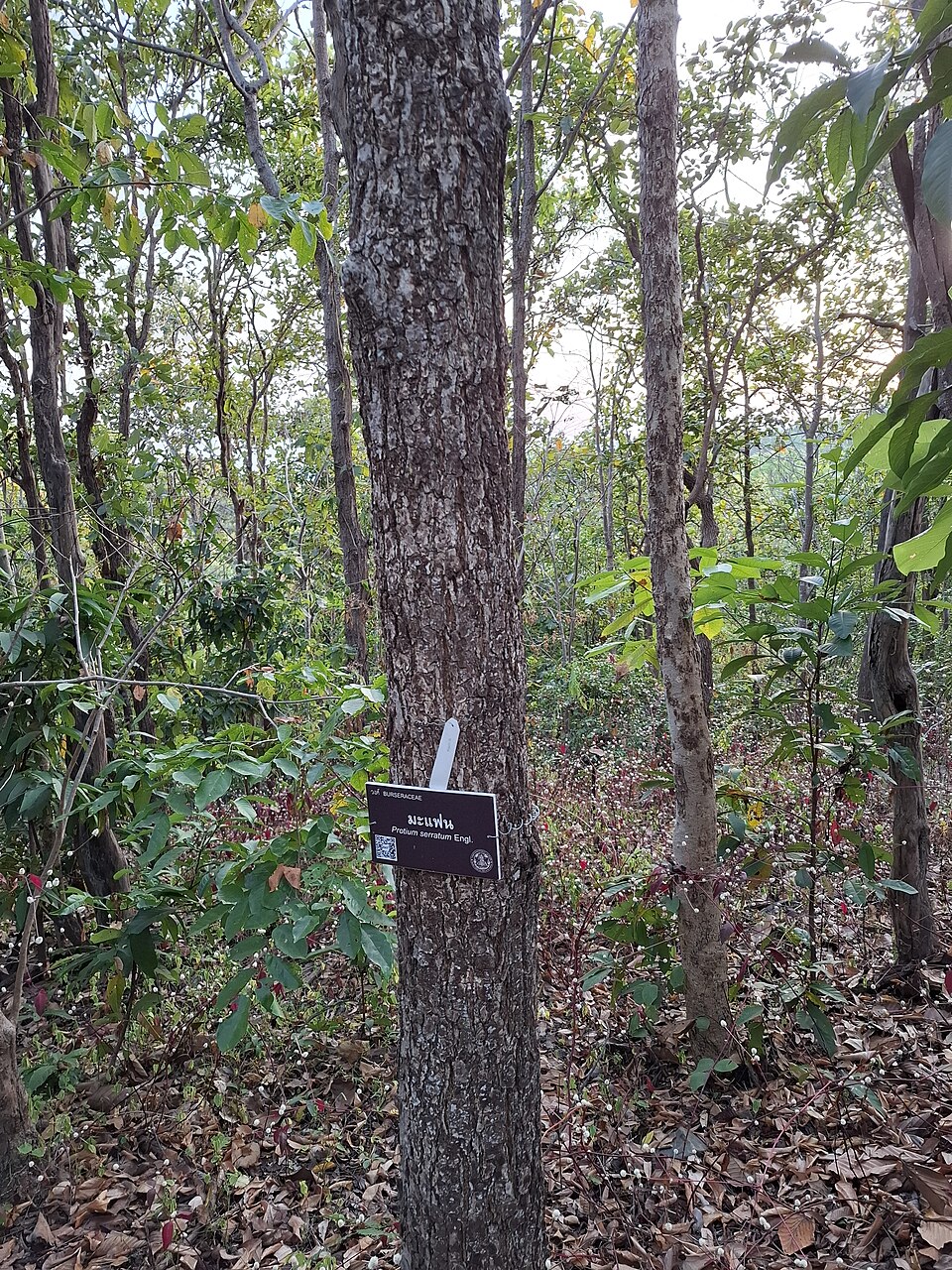 Protium serratum