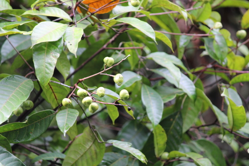 Protium spruceanum