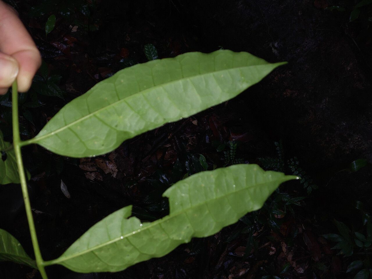 Protium subserratum — photo