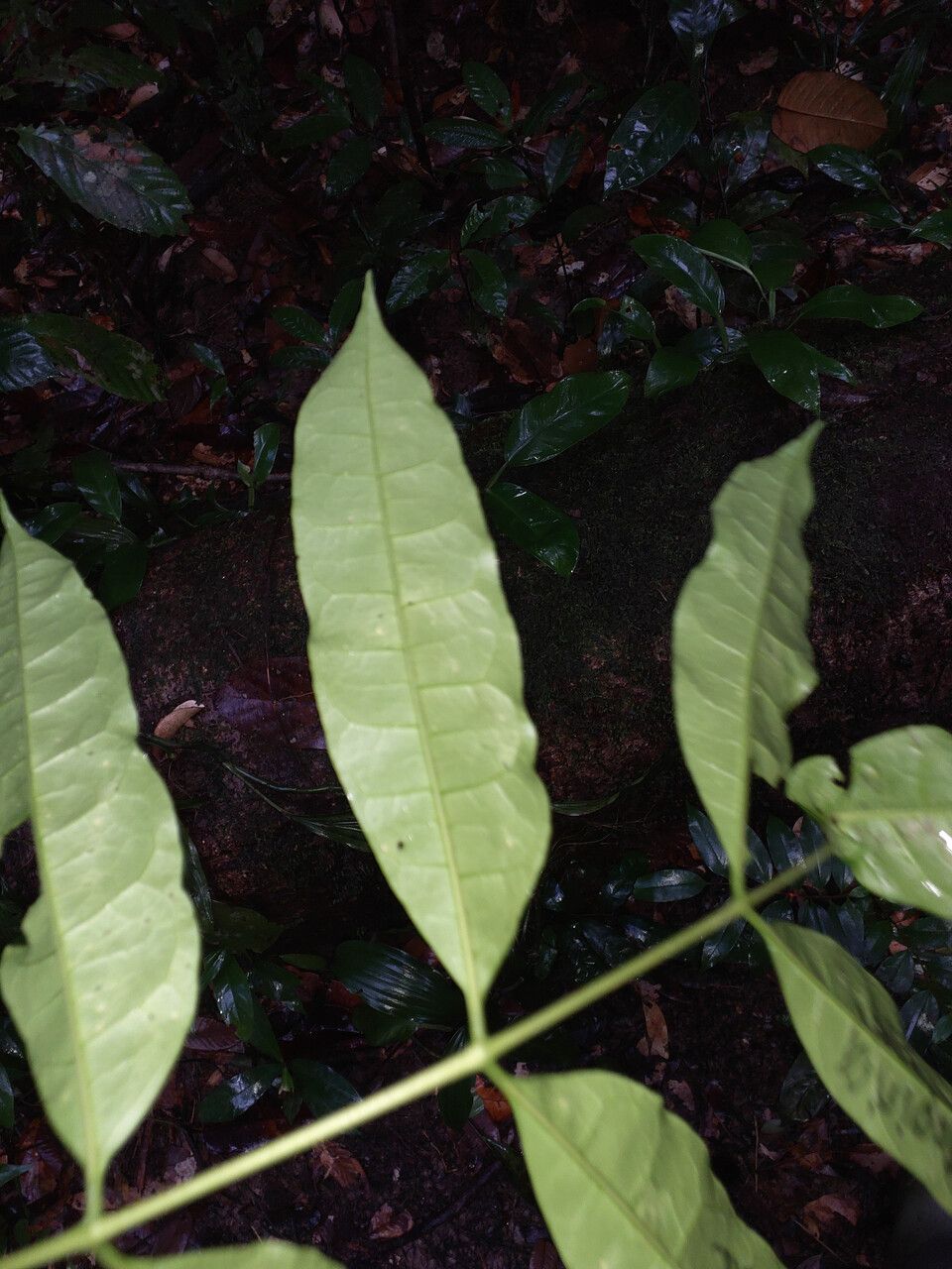 Protium subserratum — photo
