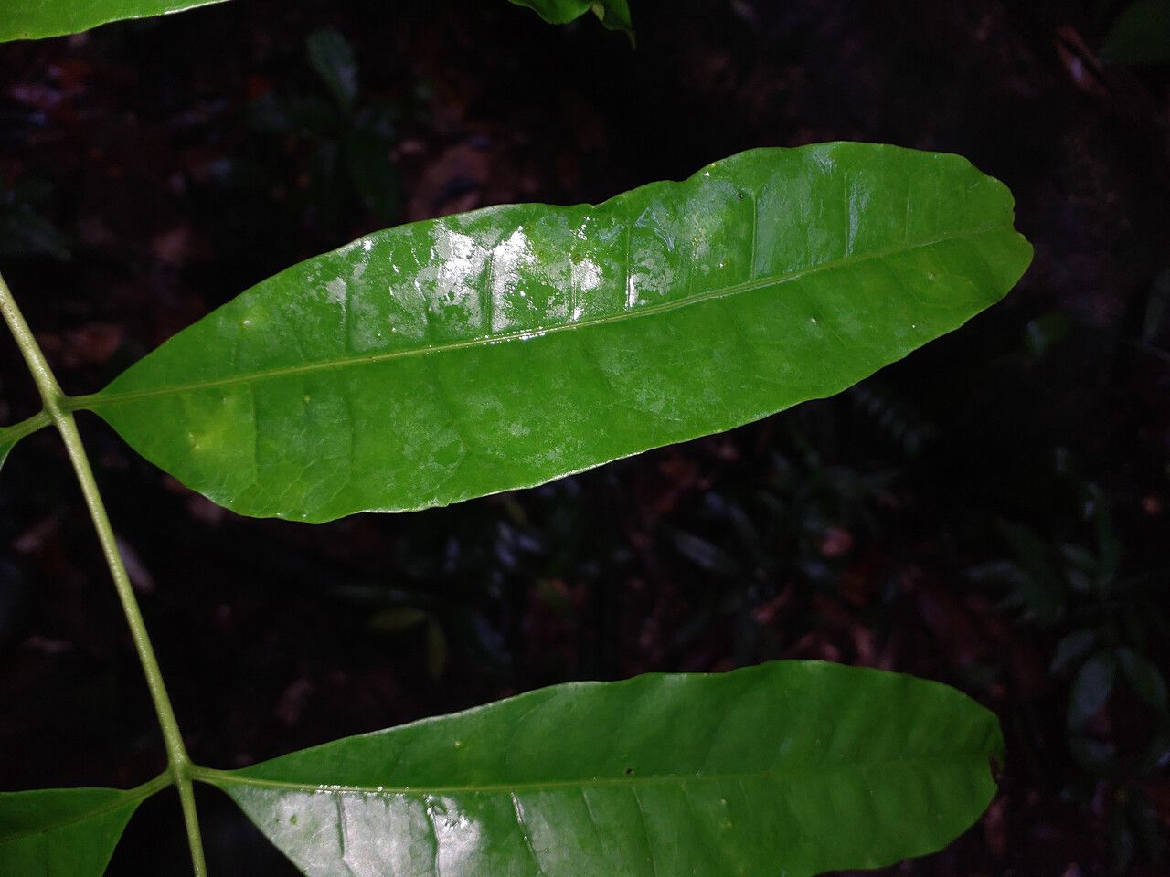 Protium subserratum