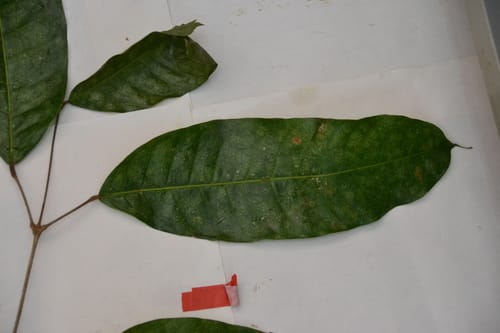 Protium tenuifolium (Slenderleaf resintree) — photo