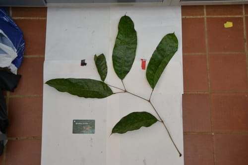 Protium tenuifolium (Slenderleaf resintree) — photo