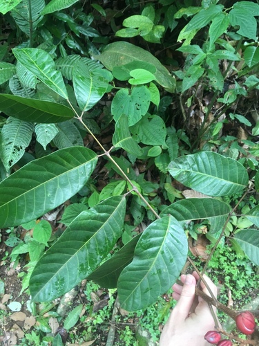Protium tenuifolium
