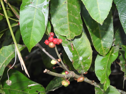 Protium unifoliolatum (Oneleaf resintree) — photo