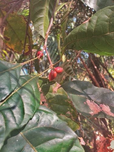 Protium unifoliolatum (Oneleaf resintree) — photo