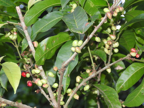 Protium unifoliolatum