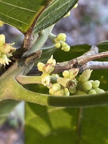 Protium warmingianum — photo