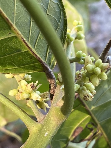 Protium warmingianum — photo