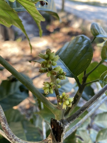 Protium warmingianum