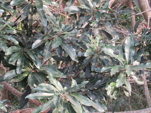 Protorhus longifolia (Red beech) — photo