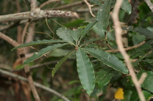 Protorhus longifolia (Red beech) — photo