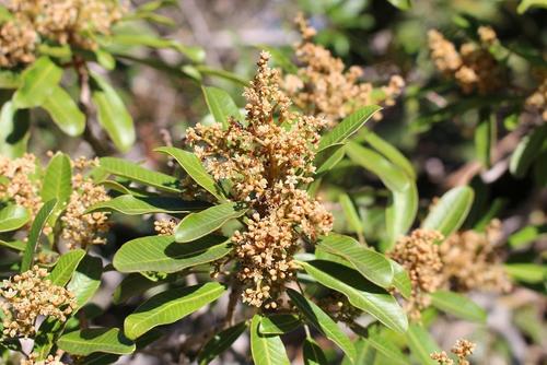 Protorhus longifolia