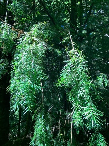 Prumnopitys andina (Plum-fruited yew) — photo