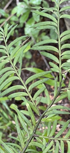 Prumnopitys ferruginea